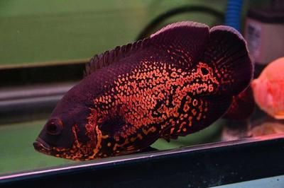 龍魚鱗片發白腐蝕圖片：龍魚鱗片發白，探尋背后的奧秘與解決之道