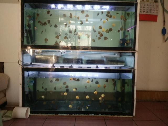 給觀賞魚藥浴一次多久（觀賞魚藥浴時(shí)長取決于所使用的藥物和治療的疾病）