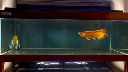 玻璃做魚缸怎么粘才牢固:如何自制玻璃魚缸 如何調整紅龍魚的狀態:如何調整紅龍魚狀態 紅龍魚百科 如何調整紅龍魚的狀態:如何調整紅龍魚狀態 如何調整紅龍魚的狀態:如何調整紅龍魚狀態 紅龍魚百科