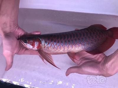 龍魚鱗發(fā)紅怎么回事啊圖片：龍魚鱗發(fā)紅之謎，探秘水族世界的微妙信號