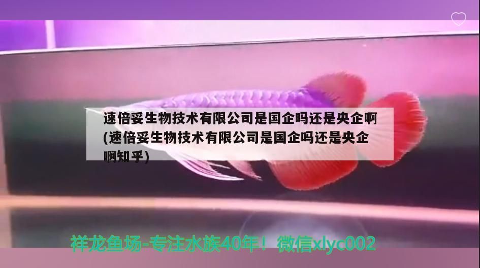 速倍妥生物技術(shù)有限公司是國企嗎還是央企啊(速倍妥生物技術(shù)有限公司是國企嗎還是央企啊知乎)
