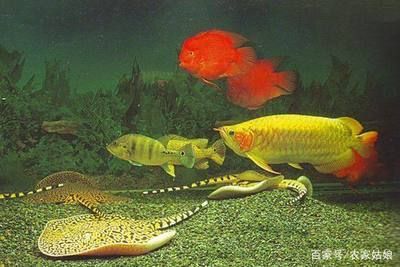 魟魚一條可以養嗎：飼養魟魚需要考慮的問題