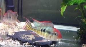 赤荔鳳冠關刀魚（赤荔鳳冠關刀魚的飼養建議赤荔鳳冠關刀魚飼養建議）