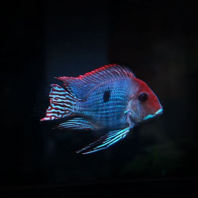 元寶鳳凰魚好養嗎怎么養的好:元寶鳳凰魚水質管理技巧元寶鳳凰魚水質管理技巧 元寶鳳凰魚百科 第4張 元寶鳳凰魚好養嗎怎么養的好:元寶鳳凰魚水質管理技巧元寶鳳凰魚水質管理技巧 元寶鳳凰魚好養嗎怎么養的好:元寶鳳凰魚水質管理技巧元寶鳳凰魚水質管理技巧 元寶鳳凰魚百科 第4張