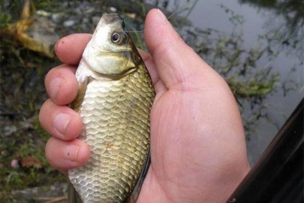 龍魚鱗掉了還會長出來嗎圖片：龍魚鱗掉了還會長出來嗎？探秘龍魚生長與修復的奇妙世界
