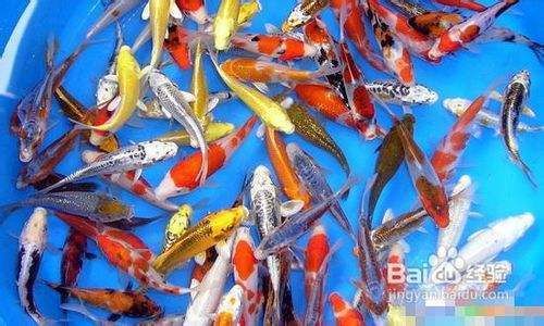 龍魚厲害還是招財魚厲害呢：龍魚與招財魚，誰更勝一籌？