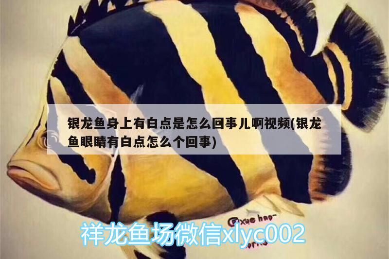 龍魚怕什么 銀龍魚身上有白點是怎么回事兒啊視頻(銀龍魚眼睛有白點怎么個回事) 銀龍魚百科 銀龍魚身上有白點是怎么回事兒啊視頻(銀龍魚眼睛有白點怎么個回事) 銀龍魚身上有白點是怎么回事兒啊視頻(銀龍魚眼睛有白點怎么個回事) 銀龍魚百科