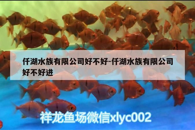 魚缸用增氧泵價格是多少:魚缸增氧機-xtrac增氧機-xtrac增氧機 仟湖水族有限公司好不好:仟湖水族有限公司好不好進 仟湖 仟湖水族有限公司好不好:仟湖水族有限公司好不好進 仟湖水族有限公司好不好:仟湖水族有限公司好不好進 仟湖