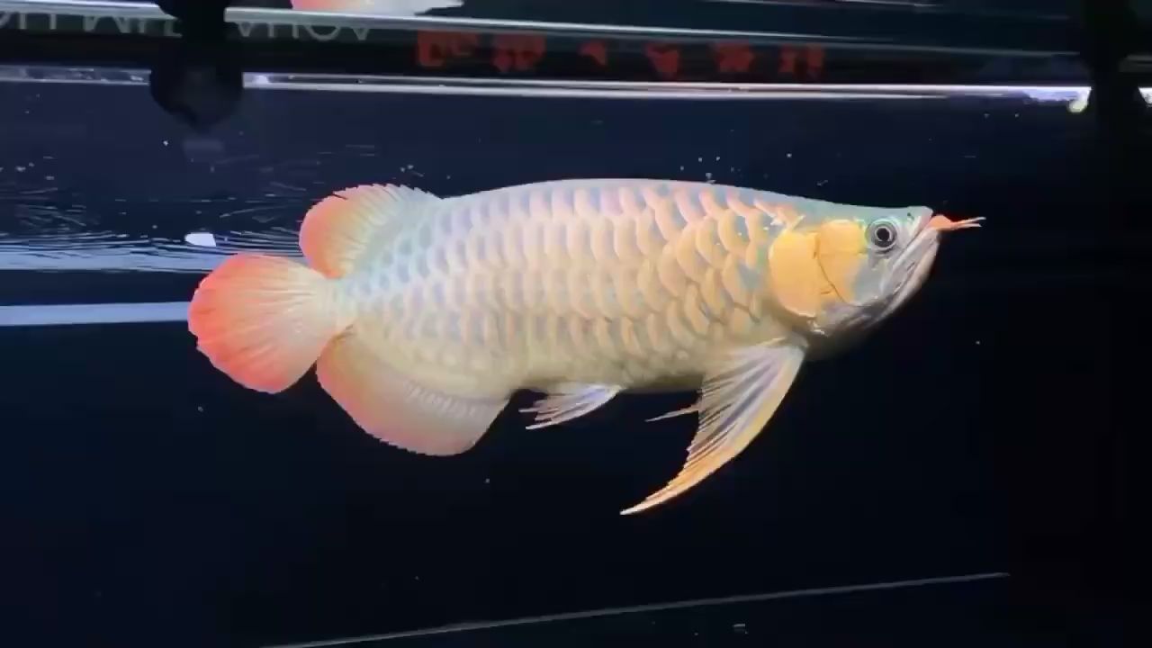 紅底黑龍旗的官方認可度如何，中國紅底黑龍旗的官方認可度在中國是受到法律保護的 紅底黑龍旗的官方認可度如何，中國紅底黑龍旗的官方認可度在中國是受到法律保護的 龍魚百科 第1張