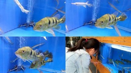 紅底黑龍旗的官方認可度如何，中國紅底黑龍旗的官方認可度在中國是受到法律保護的 紅底黑龍旗的官方認可度如何，中國紅底黑龍旗的官方認可度在中國是受到法律保護的 龍魚百科 第2張