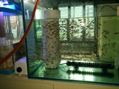 越南龍魚養殖業未來有哪些發展趨勢,越南龍魚養殖業發展趨勢 龍魚百科 第2張 越南龍魚養殖業未來有哪些發展趨勢,越南龍魚養殖業發展趨勢 越南龍魚養殖業未來有哪些發展趨勢,越南龍魚養殖業發展趨勢 龍魚百科 第2張