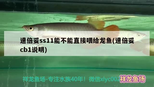 我的虎魚真菌感染了要怎么處理 速倍妥ss11能不能直接喂給龍魚(速倍妥cb1說明) 速倍妥 速倍妥ss11能不能直接喂給龍魚(速倍妥cb1說明) 速倍妥ss11能不能直接喂給龍魚(速倍妥cb1說明) 速倍妥