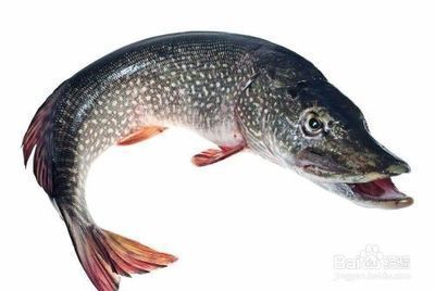 龍魚爛嘴怎么辦啊視頻講解一下：龍魚爛嘴莫慌！全方位解析與應對攻略
