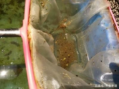 龍魚爛尾怎么治療方法：龍魚爛尾的防治與治療全攻略