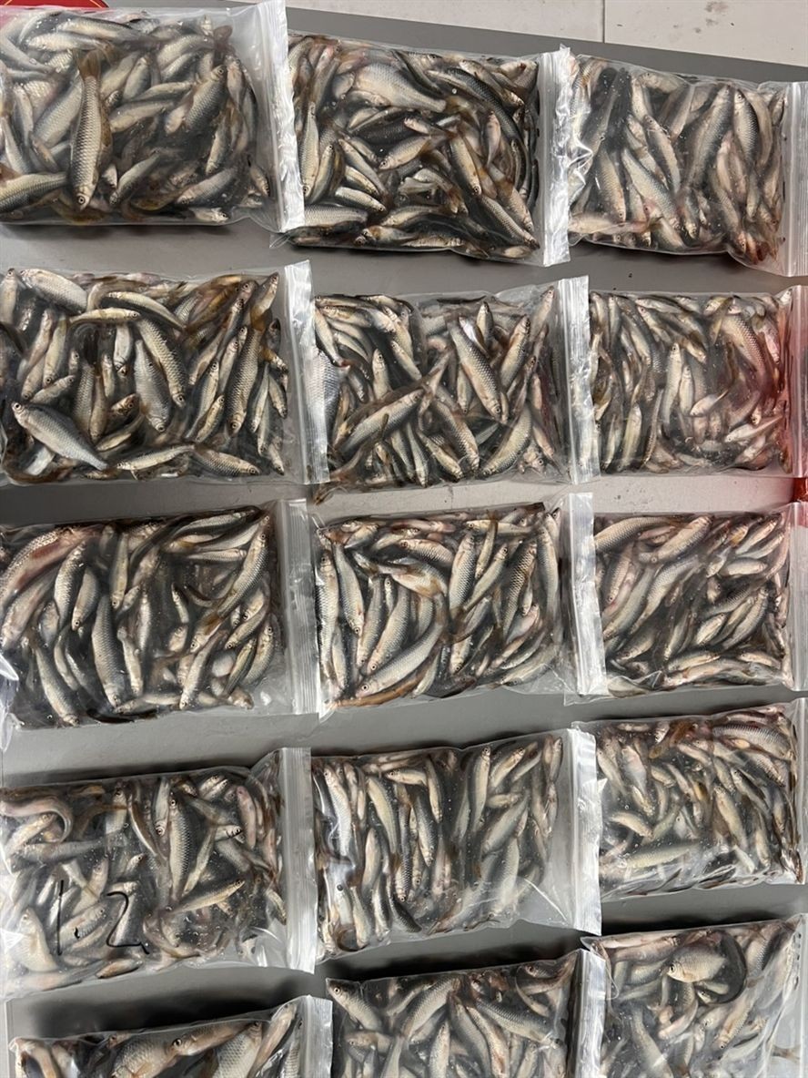 新鮮上岸冷凍麥穗。一斤一包。10??一斤
全國可發(fā)，龍魚 魚食 干凈衛(wèi)生
