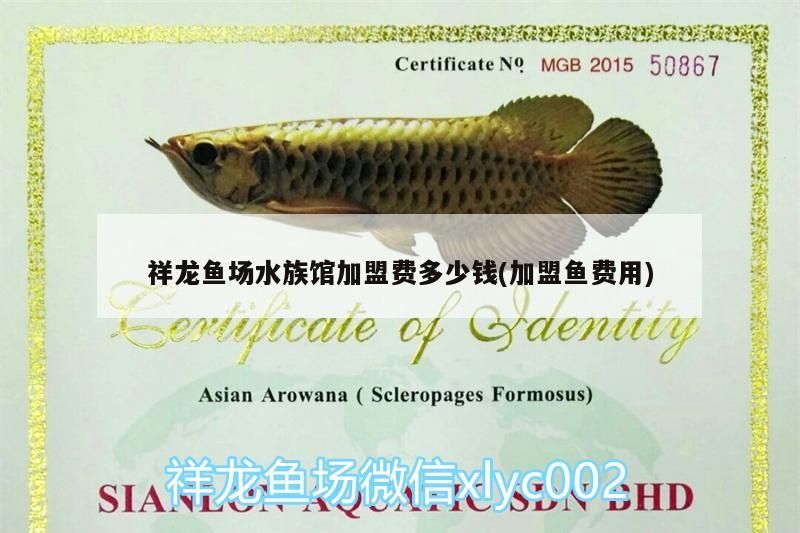 祥龍魚(yú)場(chǎng)水族館加盟費(fèi)多少錢(加盟魚(yú)費(fèi)用)