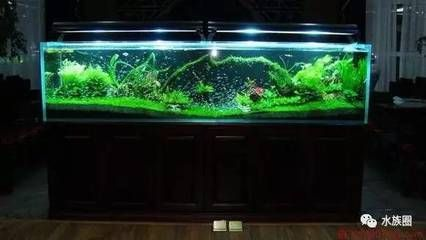 1米的魚缸放幾條闖缸魚：闖缸魚的數(shù)量應(yīng)該如何確定？