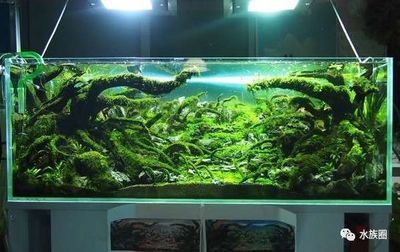 80魚缸造景：80魚缸造景的基本信息和步驟根據搜索結果整理信息