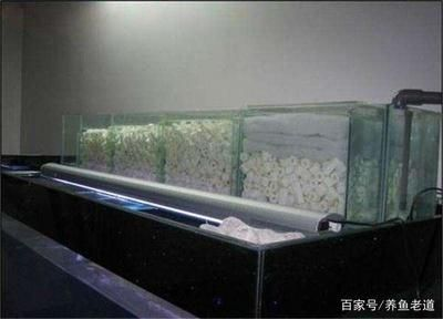 804545魚缸能養多少魚：804545魚缸養魚注意事項在魚缸養魚時需要注意以下幾點