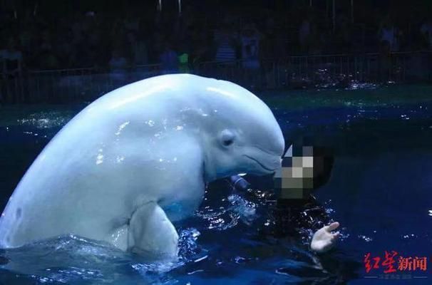游戲 水族館 表演（關于游戲水族館表演的詳情） 游戲 水族館 表演（關于游戲水族館表演的詳情） 水族館百科（水族館加盟） 第1張
