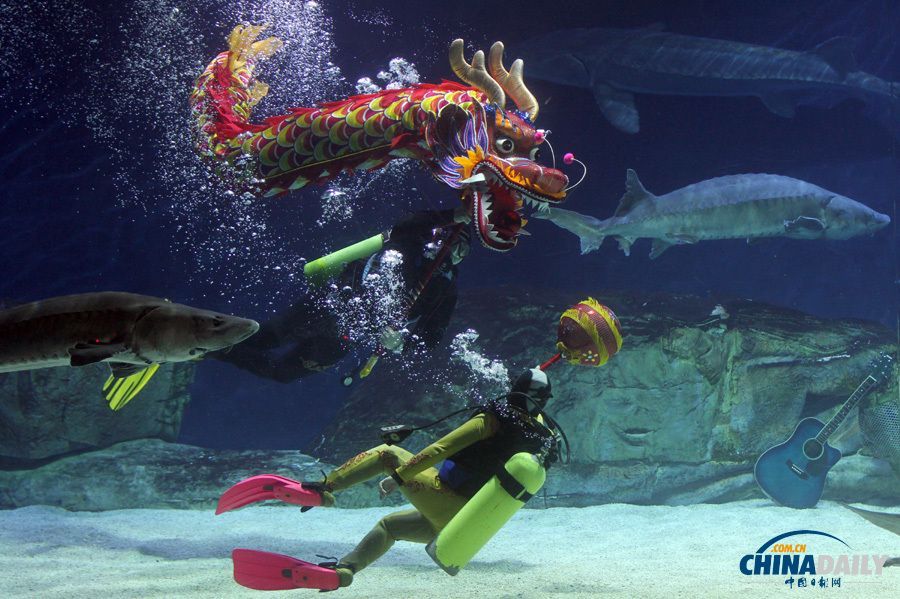 游戲 水族館 表演（關于游戲水族館表演的詳情） 游戲 水族館 表演（關于游戲水族館表演的詳情） 水族館百科（水族館加盟） 第3張