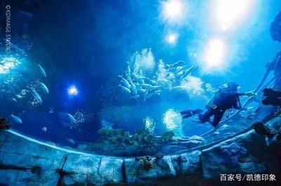 游戲 水族館 表演（關于游戲水族館表演的詳情） 游戲 水族館 表演（關于游戲水族館表演的詳情） 水族館百科（水族館加盟） 第5張