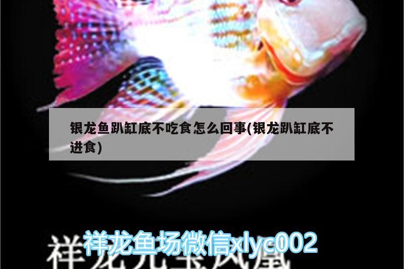 銀龍魚趴缸底不吃食怎么回事(銀龍趴缸底不進(jìn)食)