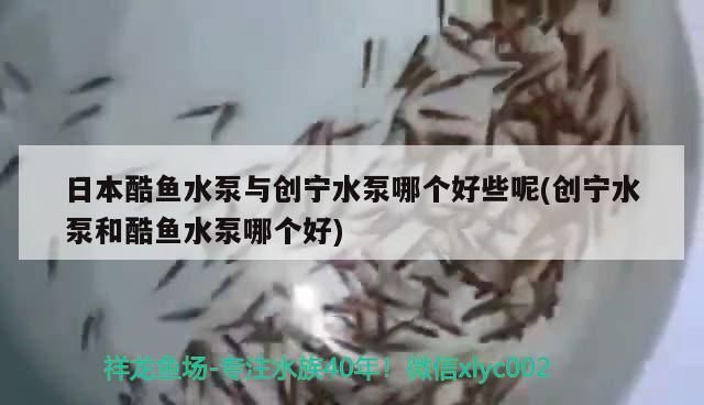 日本酷魚水泵與創寧水泵哪個好些呢(創寧水泵和酷魚水泵哪個好)