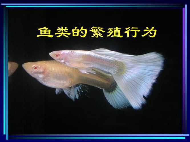 龍魚爛鰭爛尾怎么治療：龍魚爛鰭怎么辦？全方位解析與應對指南