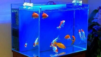 龍魚爛鰭爛尾怎么治療：龍魚爛鰭怎么辦？全方位解析與應對指南