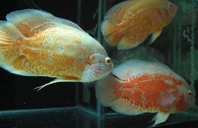 大型白色觀賞魚品種有哪些種類的（大型白色觀賞魚品種） 大型白色觀賞魚品種有哪些種類的（大型白色觀賞魚品種） 和興紅龍 第4張