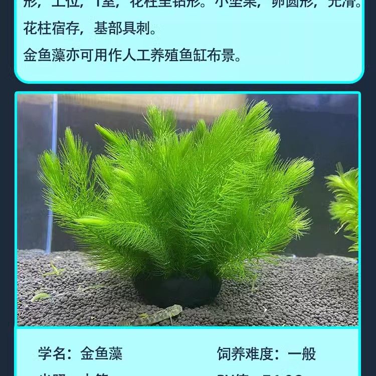 龍魚爛鰭多久能長好啊：龍魚爛鰭修復時長探秘，多因素交織下的恢復之旅