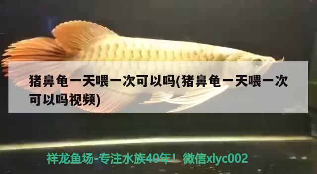 豬鼻龜一天喂一次可以嗎(豬鼻龜一天喂一次可以嗎視頻) 豬鼻龜一天喂一次可以嗎(豬鼻龜一天喂一次可以嗎視頻) 豬鼻龜百科