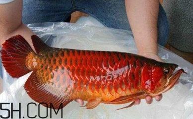 過背金龍魚能吃嗎有毒嗎會死嗎:過背金龍魚是否可以食用以及是否存在毒性 金龍魚百科 第4張 過背金龍魚能吃嗎有毒嗎會死嗎:過背金龍魚是否可以食用以及是否存在毒性 過背金龍魚能吃嗎有毒嗎會死嗎:過背金龍魚是否可以食用以及是否存在毒性 金龍魚百科 第4張