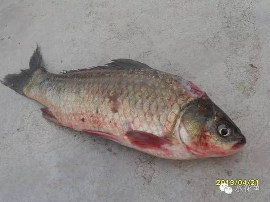 龍魚爛鱗怎么治療視頻講解圖片：龍魚爛鱗怎么治療？視頻講解助你輕松應對