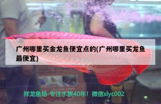 廣州哪里買金龍魚便宜點(diǎn)的(廣州哪里買龍魚最便宜)