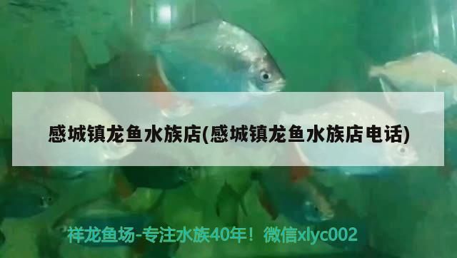感城鎮(zhèn)龍魚水族店(感城鎮(zhèn)龍魚水族店電話) 感城鎮(zhèn)龍魚水族店(感城鎮(zhèn)龍魚水族店電話) 觀賞魚百科