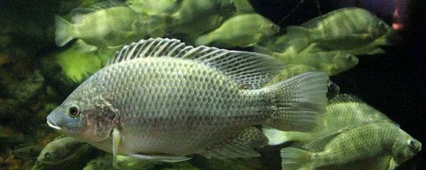 龍魚拉黃是怎么了回事啊：龍魚拉黃之謎，探尋背后的原因與解決之道