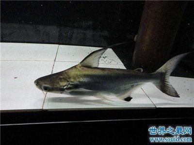 龍魚口感怎么樣：探秘龍魚口感，珍饈背后的爭議與思考
