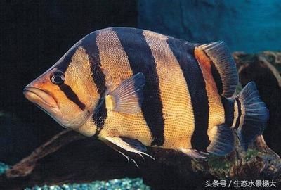 養(yǎng)虎魚(yú)有什么寓意：養(yǎng)虎魚(yú)有什么寓意，