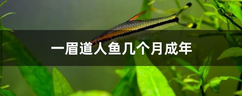 一眉道人魚幾個月成年