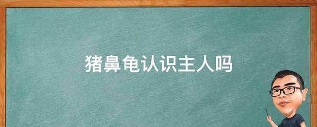 豬鼻龜認(rèn)識(shí)主人嗎視頻講解：豬鼻龜?shù)娘曫B(yǎng)技巧有哪些