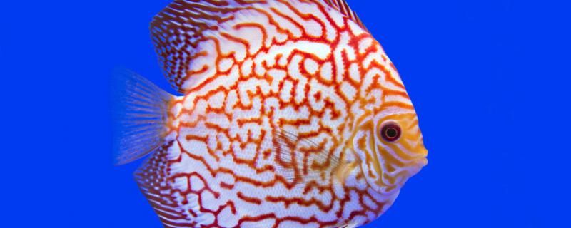七彩神仙魚水質(zhì)要求七彩神仙魚水溫要求