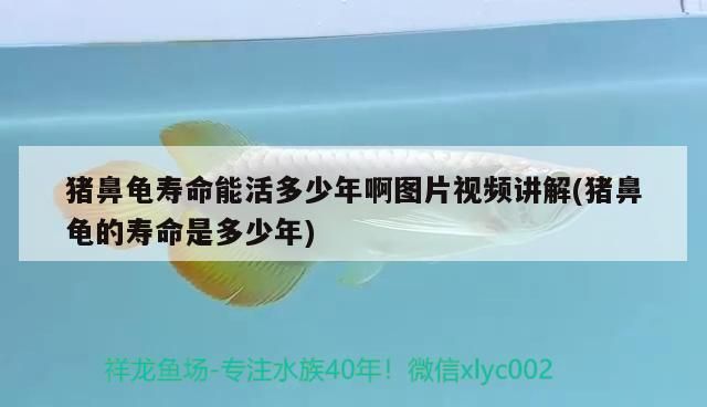 龍魚干蝦有營養嗎 豬鼻龜壽命能活多少年啊圖片視頻講解(豬鼻龜的壽命是多少年) 豬鼻龜百科 豬鼻龜壽命能活多少年啊圖片視頻講解(豬鼻龜的壽命是多少年) 豬鼻龜壽命能活多少年啊圖片視頻講解(豬鼻龜的壽命是多少年) 豬鼻龜百科