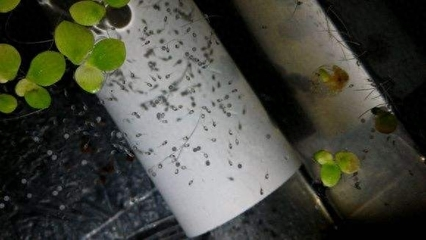 龍魚可以養多大的魚：探秘龍魚生長，揭秘其體型上限與成長奧秘 龍魚可以養多大的魚：探秘龍魚生長，揭秘其體型上限與成長奧秘 龍魚百科 第3張