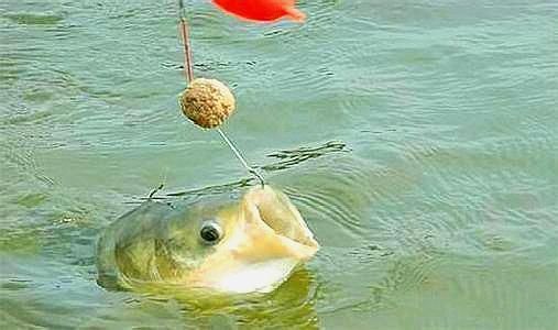 龍魚可以養到多大的魚缸里面：龍魚可以養到多大的魚缸里