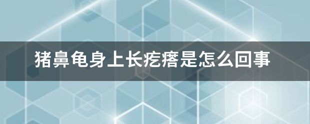 豬鼻龜的身上長白疙瘩：豬鼻龜身上長白疙瘩怎么回事龜頭上長白疙瘩怎么回事