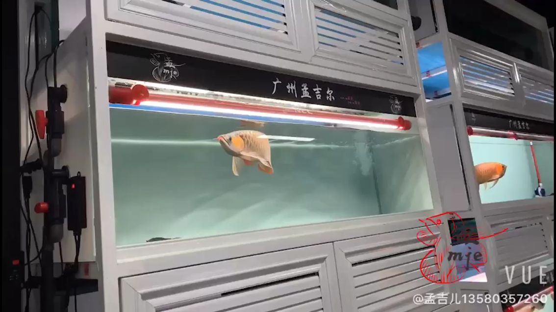 莆田水族館孟吉爾～萬吉好色之選 莆田水族館孟吉爾～萬吉好色之選 廣州孟吉爾 第1張