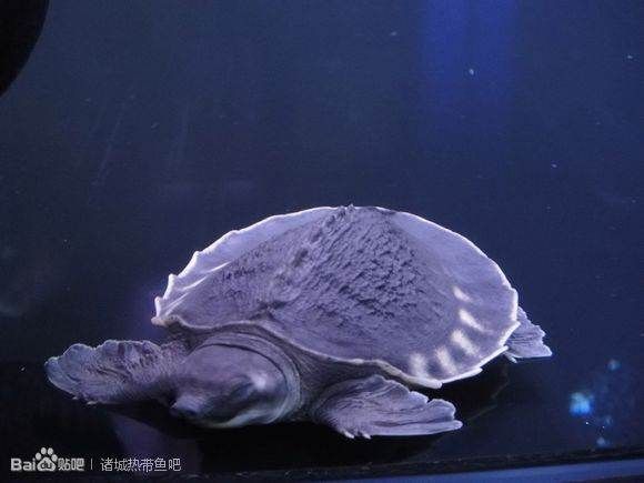 豬鼻龜吧百度貼吧：關于豬鼻龜的知識