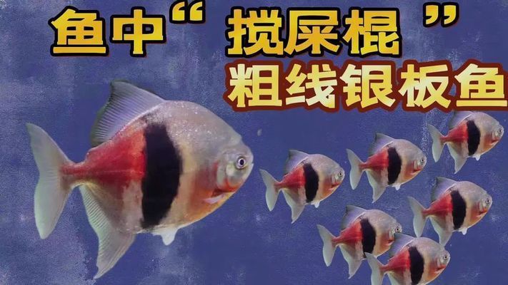 龍魚能和鸚鵡魚一起養(yǎng)嗎：龍魚與鸚鵡魚混養(yǎng)，可行與否的深度剖析